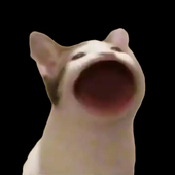 PopCat音乐世界